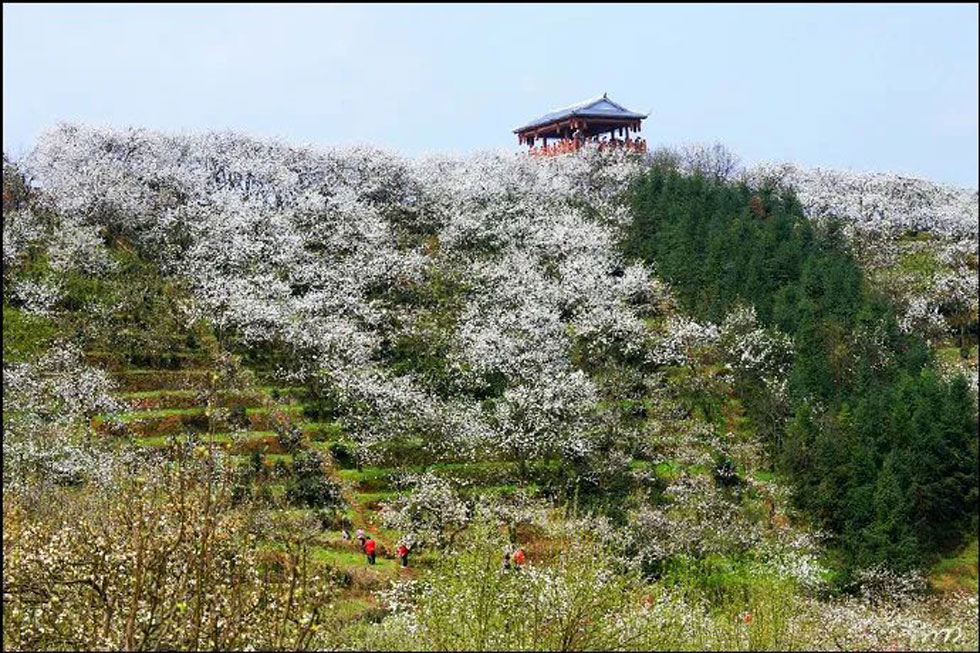 【春天，广西桂林灌阳县向您发出邀请！】我们在灌阳看梨花 - 游山玩水 - 淮南生活社区 - 淮南28生活网 hn.28life.com