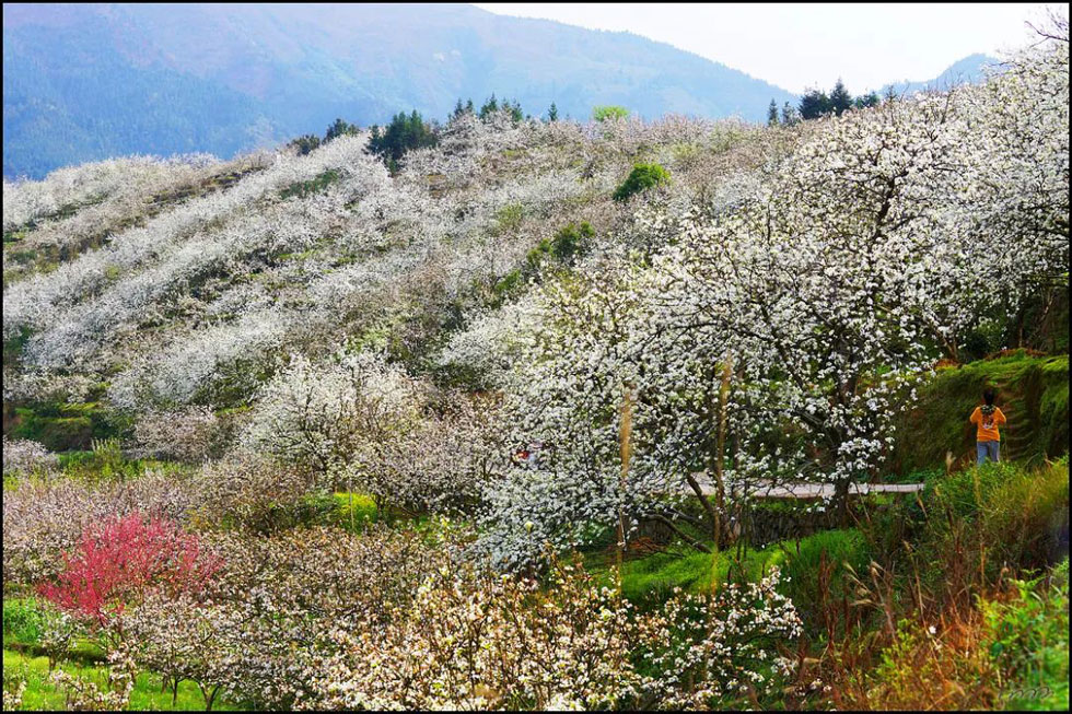 【春天，广西桂林灌阳县向您发出邀请！】我们在灌阳看梨花 - 游山玩水 - 淮南生活社区 - 淮南28生活网 hn.28life.com