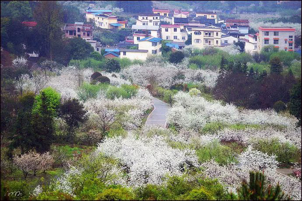 【春天，广西桂林灌阳县向您发出邀请！】我们在灌阳看梨花 - 游山玩水 - 淮南生活社区 - 淮南28生活网 hn.28life.com