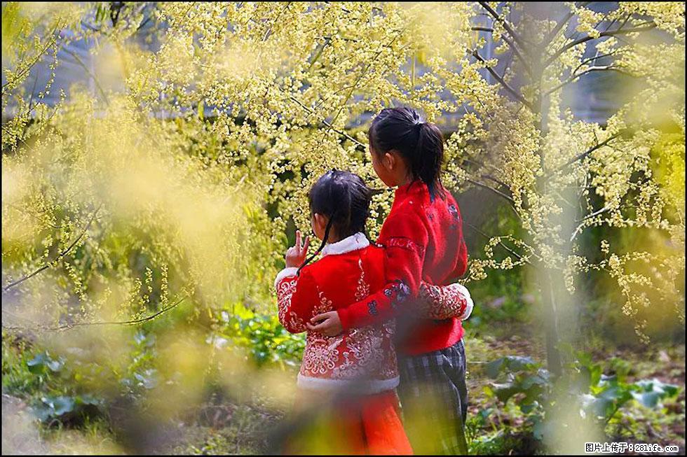 【春天,广西桂林灌阳县向您发出邀请!】米珠山前有片山苍子花在飘香 - 游山玩水 - 淮南生活社区 - 淮南28生活网 hn.28life.com