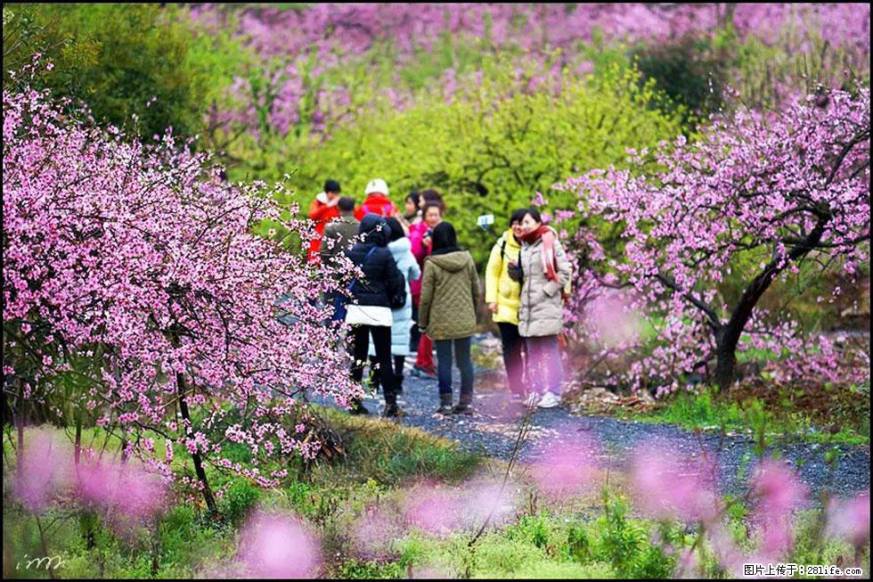 【春天,广西桂林灌阳县向您发出邀请!】官庄村有个醉美的桃花园 - 游山玩水 - 淮南生活社区 - 淮南28生活网 hn.28life.com