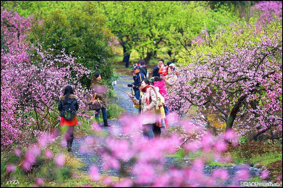 【春天,广西桂林灌阳县向您发出邀请!】官庄村有个醉美的桃花园 - 游山玩水 - 淮南生活社区 - 淮南28生活网 hn.28life.com