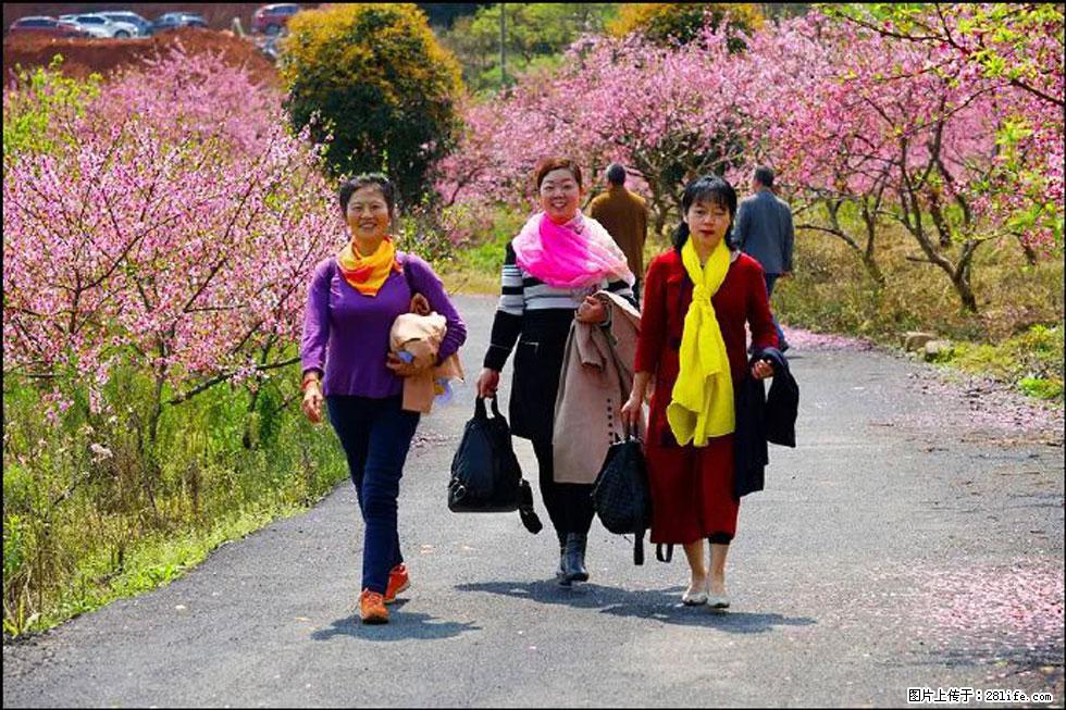 【春天,广西桂林灌阳县向您发出邀请!】官庄村有个醉美的桃花园 - 游山玩水 - 淮南生活社区 - 淮南28生活网 hn.28life.com