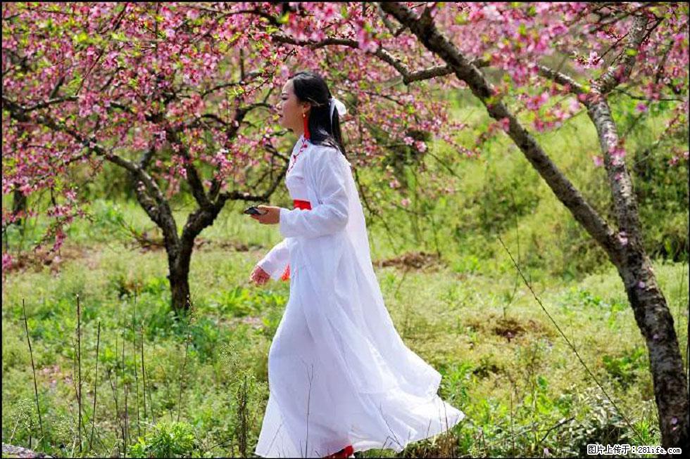 【春天,广西桂林灌阳县向您发出邀请!】官庄村有个醉美的桃花园 - 游山玩水 - 淮南生活社区 - 淮南28生活网 hn.28life.com
