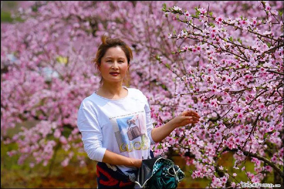 【春天,广西桂林灌阳县向您发出邀请!】官庄村有个醉美的桃花园 - 游山玩水 - 淮南生活社区 - 淮南28生活网 hn.28life.com