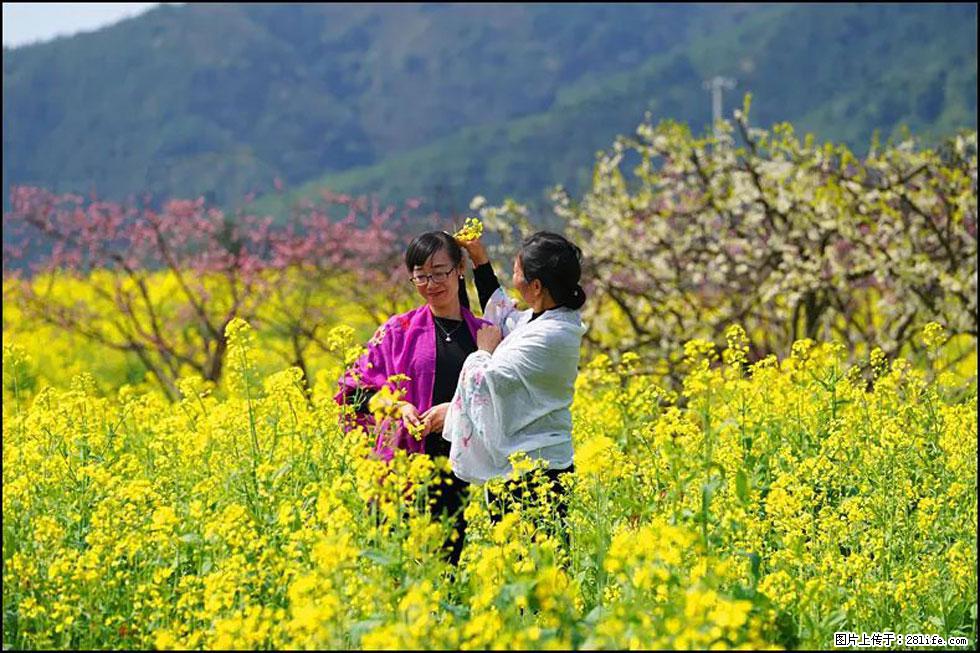 【春天，广西桂林灌阳县向您发出邀请！】长坪村油菜盛情花开 - 游山玩水 - 淮南生活社区 - 淮南28生活网 hn.28life.com