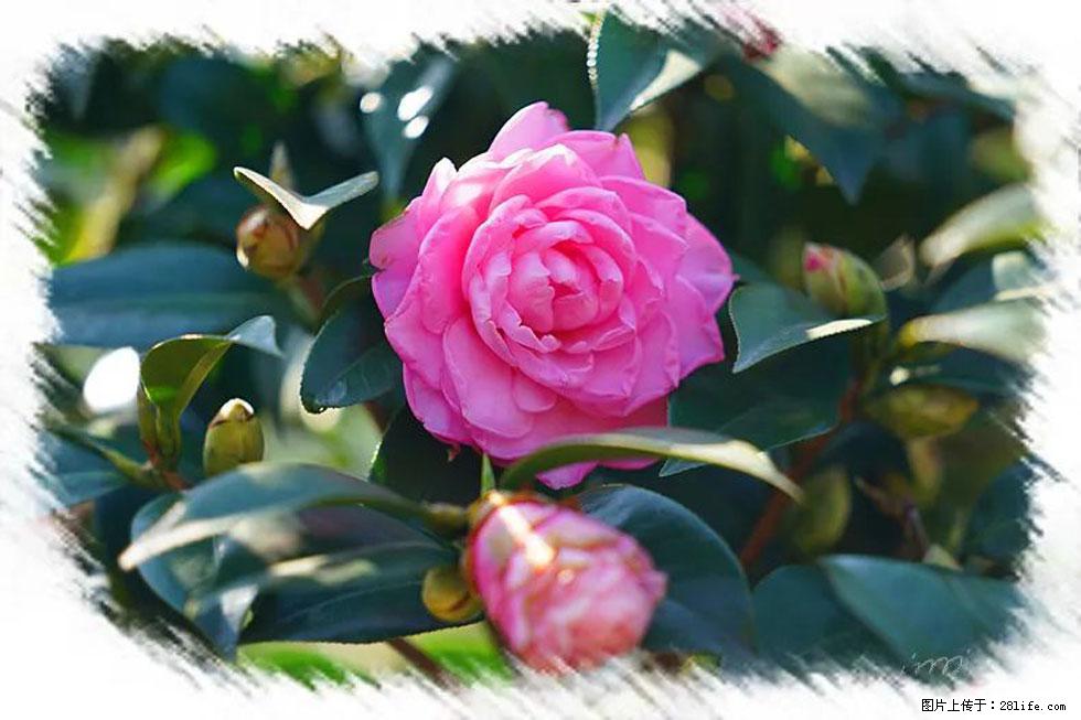 【春天,广西桂林灌阳县向您发出邀请!】杨柳井茶花惹人爱 - 游山玩水 - 淮南生活社区 - 淮南28生活网 hn.28life.com