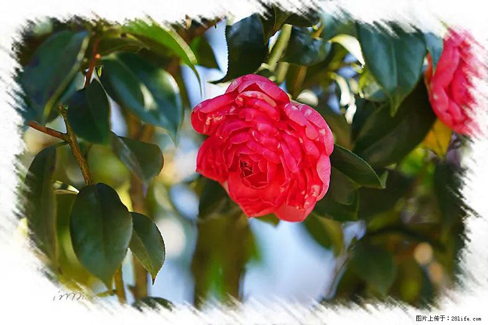 【春天,广西桂林灌阳县向您发出邀请!】杨柳井茶花惹人爱 - 游山玩水 - 淮南生活社区 - 淮南28生活网 hn.28life.com