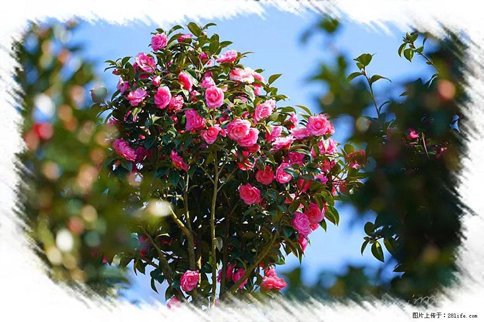 【春天,广西桂林灌阳县向您发出邀请!】杨柳井茶花惹人爱 - 游山玩水 - 淮南生活社区 - 淮南28生活网 hn.28life.com