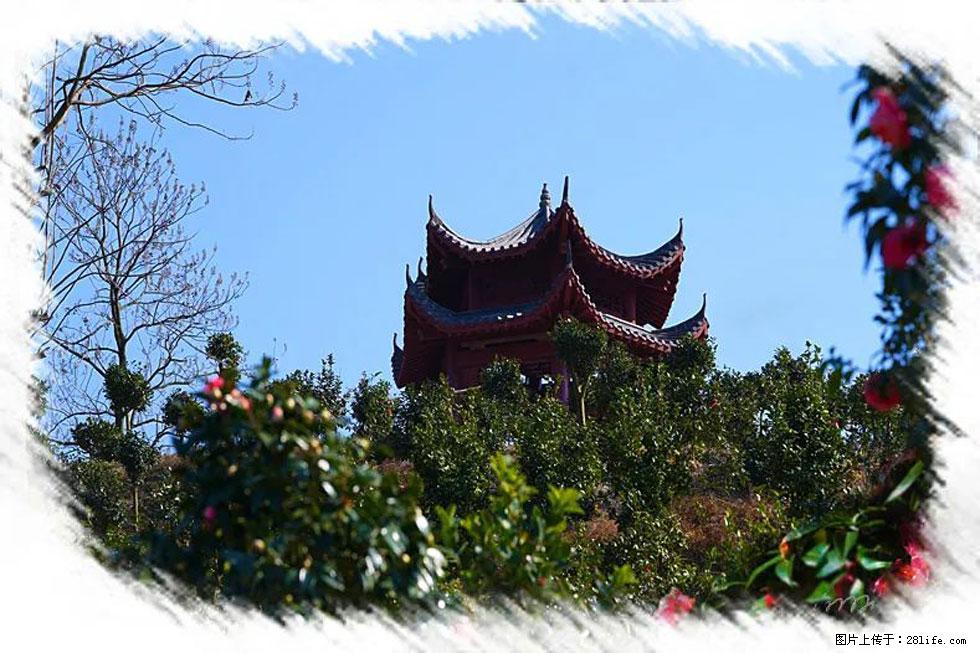 【春天,广西桂林灌阳县向您发出邀请!】杨柳井茶花惹人爱 - 游山玩水 - 淮南生活社区 - 淮南28生活网 hn.28life.com