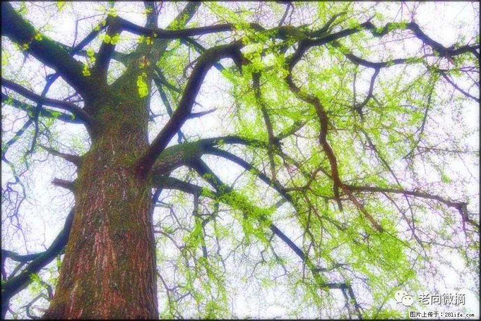 【春天,广西桂林灌阳县向您发出邀请!】在小龙村与春天约会 - 游山玩水 - 淮南生活社区 - 淮南28生活网 hn.28life.com