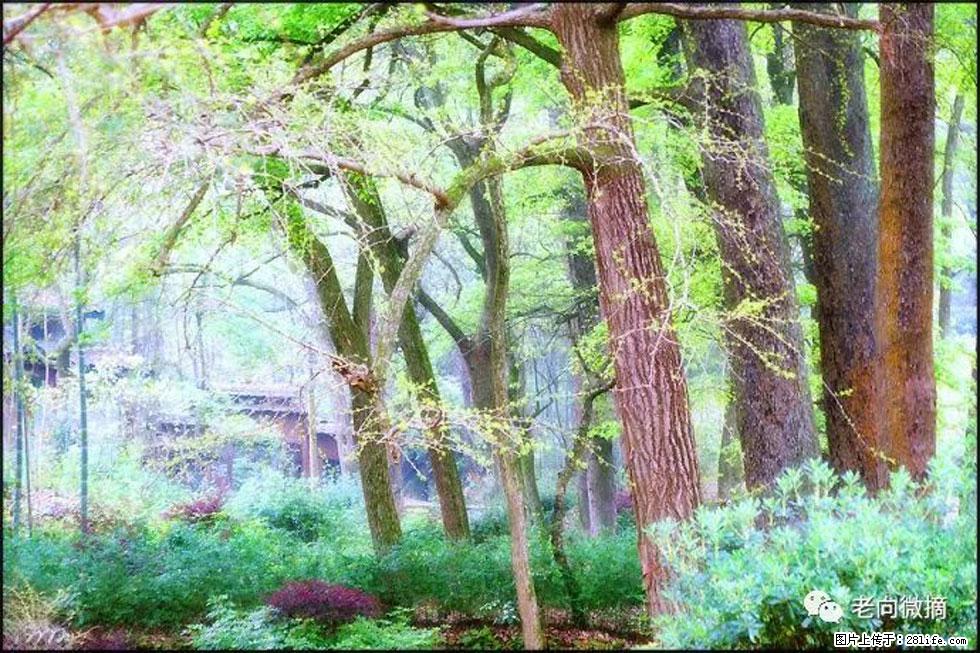 【春天,广西桂林灌阳县向您发出邀请!】在小龙村与春天约会 - 游山玩水 - 淮南生活社区 - 淮南28生活网 hn.28life.com