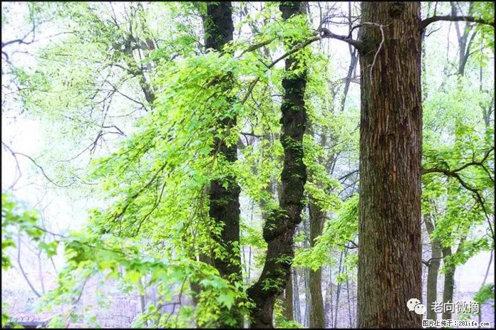 【春天,广西桂林灌阳县向您发出邀请!】在小龙村与春天约会 - 游山玩水 - 淮南生活社区 - 淮南28生活网 hn.28life.com