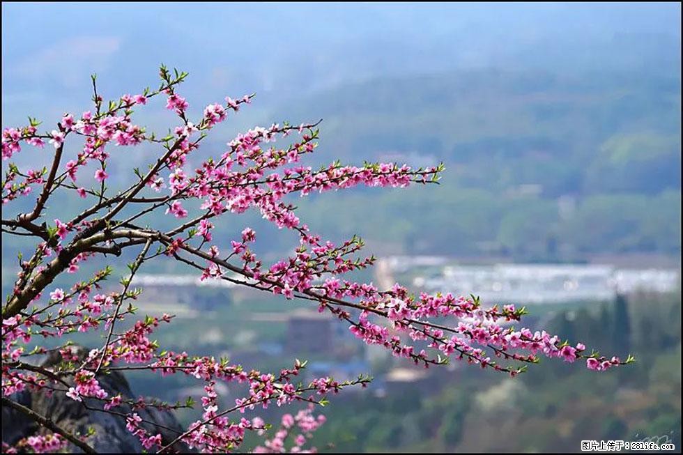 【春天，广西桂林灌阳县向您发出邀请！】望月岭上桃花开 - 游山玩水 - 淮南生活社区 - 淮南28生活网 hn.28life.com