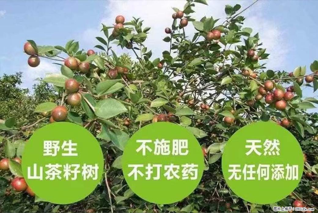 【灌阳县油茶产业示范区】一个有着充实的精神生活的人,对待身外之物自会有一种淡泊的态度 - 土特产 - 饮食特产 - 淮南分类信息 - 淮南28生活网 hn.28life.com