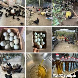 油茶园从小鸡仔开始养起的纯土鸡、土鸡蛋可以预定啦!还有前几天刚榨的纯山茶油哦 - 淮南28生活网 hn.28life.com