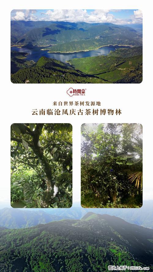 时间果百年古树2025年春红茶 - 购物交流 - 淮南生活社区 - 淮南28生活网 hn.28life.com