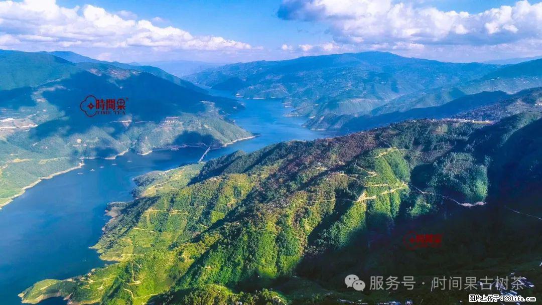 时间果百年古树龙珠普洱生茶 - 购物交流 - 淮南生活社区 - 淮南28生活网 hn.28life.com