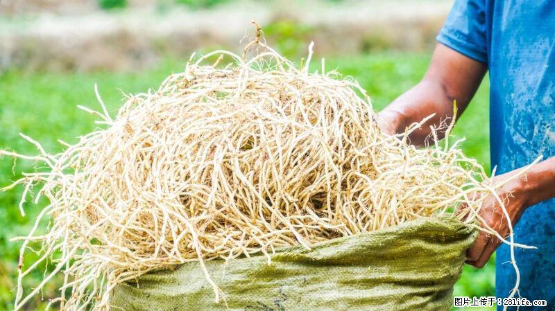 堪称“最难吃”的蔬菜，却是 “抗辐射神器”，还能护肺、清热、止咳化痰！ - 淮南生活资讯 - 淮南28生活网 hn.28life.com