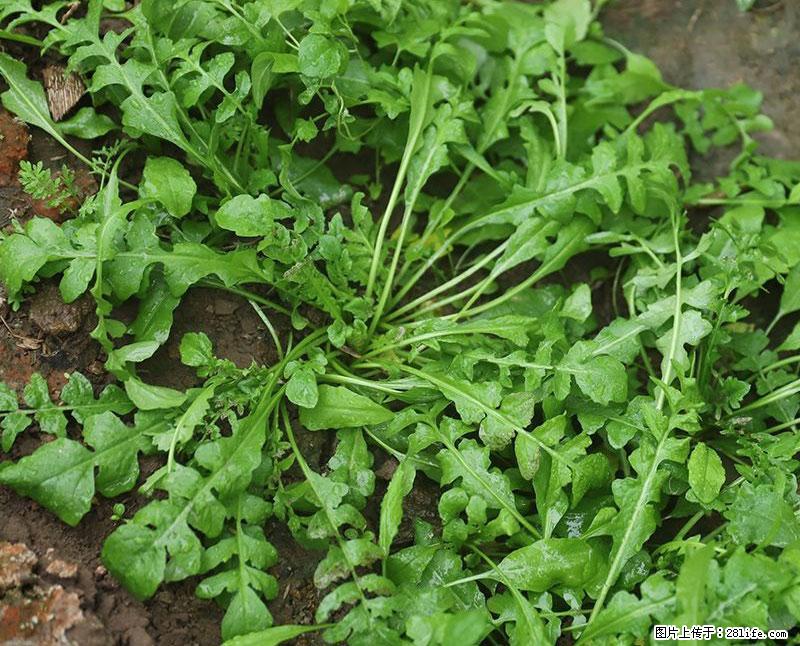 这些蔬菜是“天然钙片”，这6种被医生重点推荐 - 淮南生活资讯 - 淮南28生活网 hn.28life.com