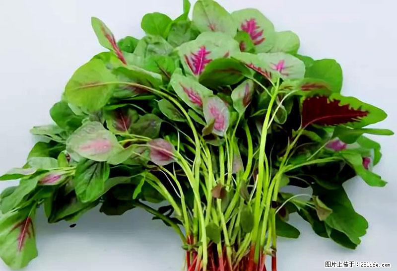 这些蔬菜是“天然钙片”，这6种被医生重点推荐 - 淮南生活资讯 - 淮南28生活网 hn.28life.com