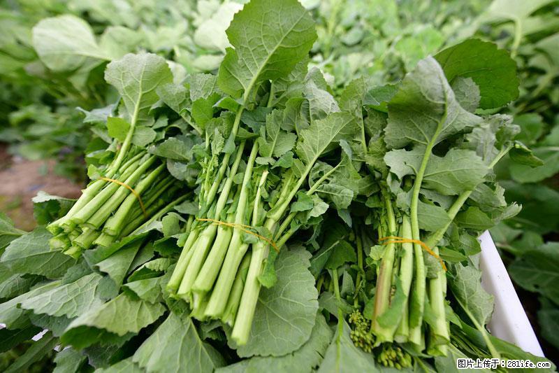 这些蔬菜是“天然钙片”，这6种被医生重点推荐 - 淮南生活资讯 - 淮南28生活网 hn.28life.com